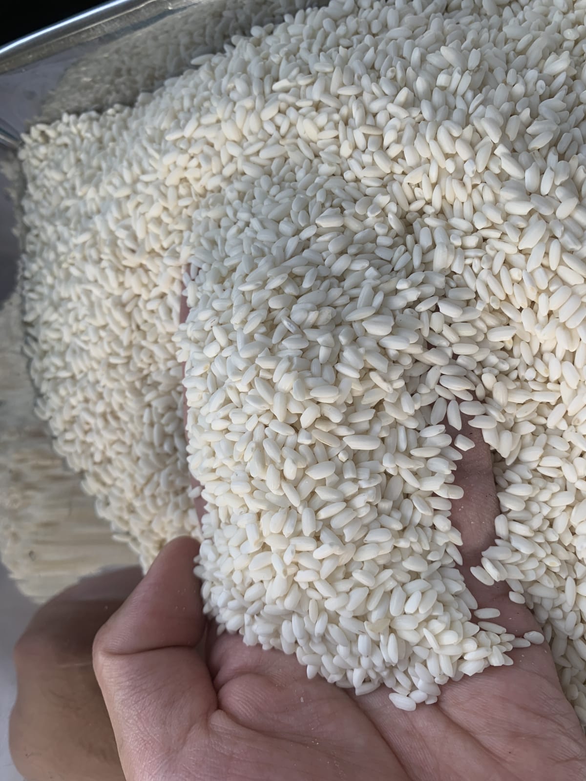 closeup-main - Nếp Bắc Nhung (kg)