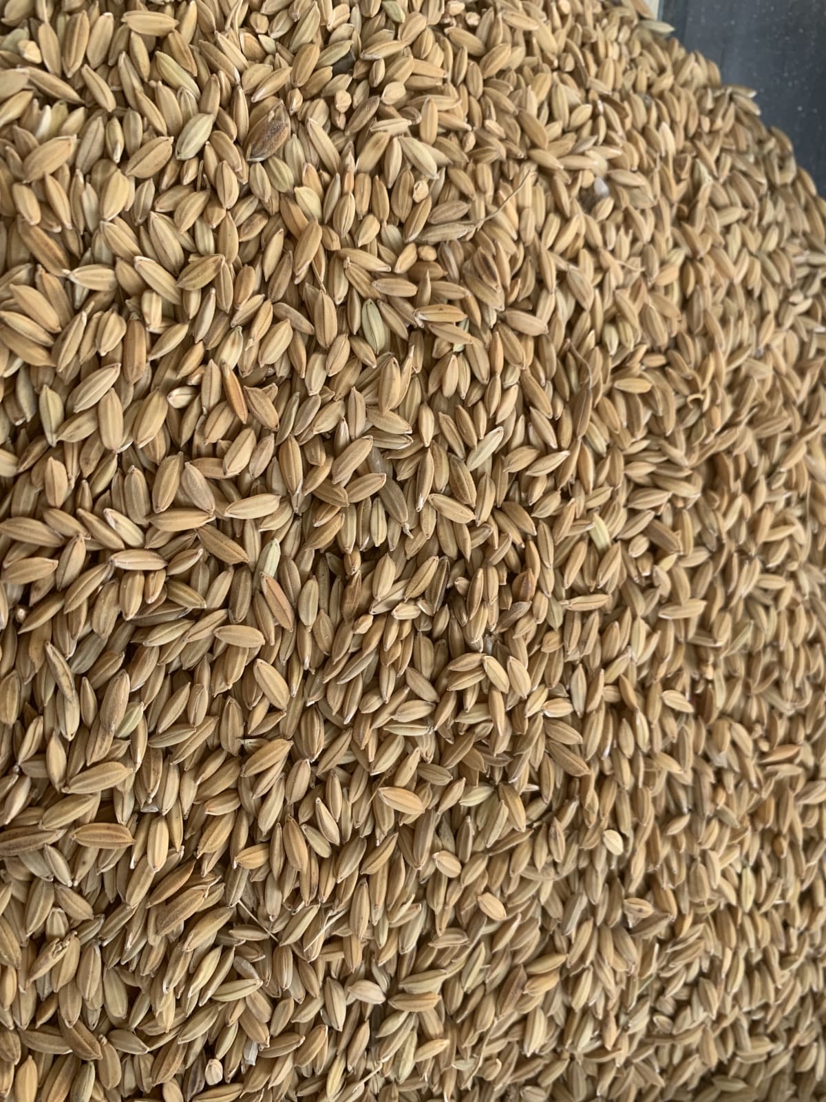 closeup-main - Lúa tròn (kg)