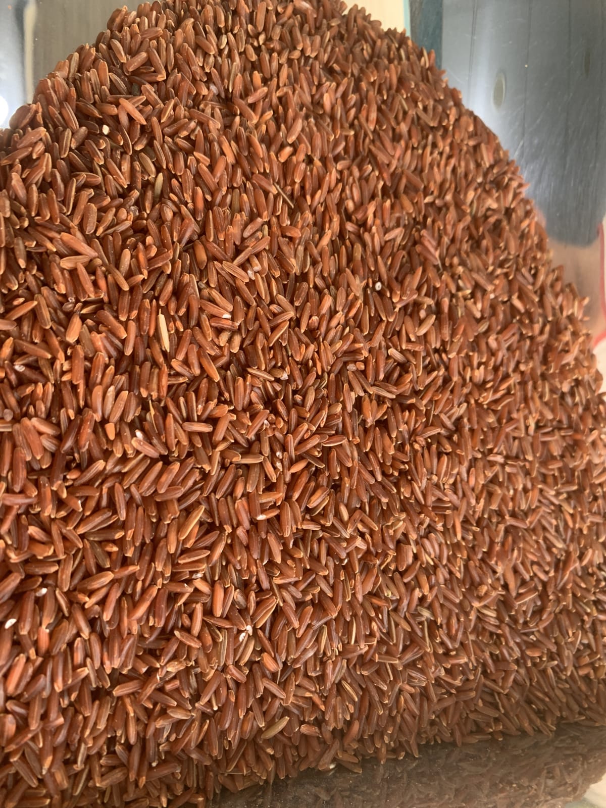 closeup-main - Gạo Huyết Rồng (kg)